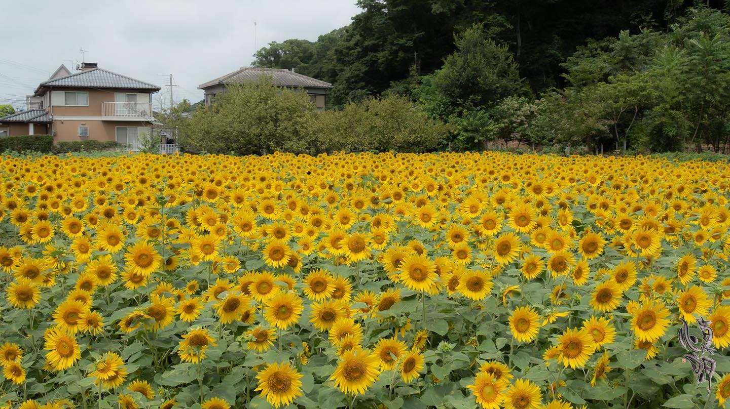 里山の風景ひまわり畑が満開になっていました。そろそろお花屋さんに行くのかな？ – from Instagram