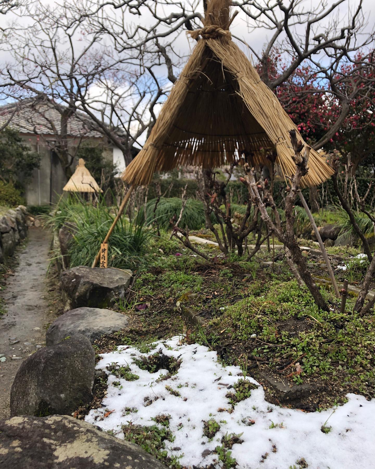 Instagram更新しました。 eg. 。冬牡丹花もまばらで雪も溶けこんにちは。 和歌山のカメラマン、小さな写真屋･はれのひ工房の末藤（スエトウ）です。今日は雪の冬牡丹を狙って葛城市の石光寺さんへ。朝の間は雪が積もっていたらしいのですが、着いた頃には溶けてしまっていました。寒牡丹の花はまばらですがもう少し咲いていそうです。雪と冬牡丹はまた12月の牡丹も活き活きとした頃に雪が降ることを祈って。写真は – from Instagram