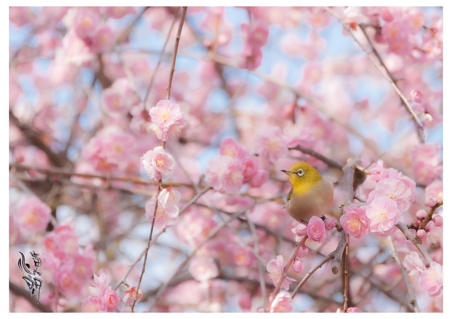 Instagram更新しました。 eg. 。おはようございます。 和歌山のカメラマン、小さな写真屋･はれのひ工房の末藤（スエトウ）です。２月にお持ちさせて頂く月々のプリントは和泉リサイクル環境公園で撮った写真です。天気の良い日に満開の八重咲きの梅の中のメジロを撮りました。｢寒さの厳しい時期ですが春までもう少し、ちょっとでも春らしさを感じて貰えるように｣との想いからこの写真にしました。プリントは春らしく柔らかめで仕上げました。そして小さなプリントを３枚。美浜町の漬物干しと伊奈漁港のワカメ干しを添えました。寒いからこそ美味しくなる和歌山の風物詩です。写真屋・はれのひ工房はご希望の方にお店や病院やご家庭に飾る月々の写真を配達させて頂いています。また遠方の方には郵送させて頂いていますのでお気軽にお問い合わせ下さい。 – from Instagram