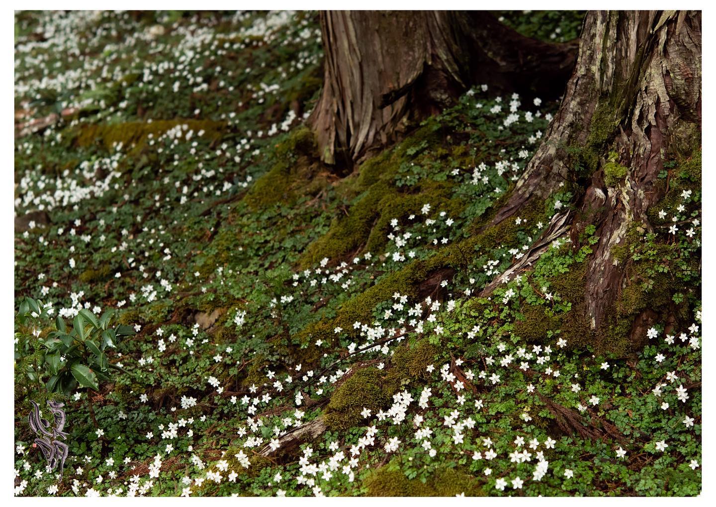 Instagram更新しました。 eg. 。おはようございます。「想いを形に未来に繋がる写真を」 和歌山のカメラマン、小さな写真屋･はれのひ工房の末藤（スエトウ）です。3月にお持ちさせて頂く月々のプリントは紀南で撮ったバイカオウレンの花です。バイカオウレン、& – from Instagram
