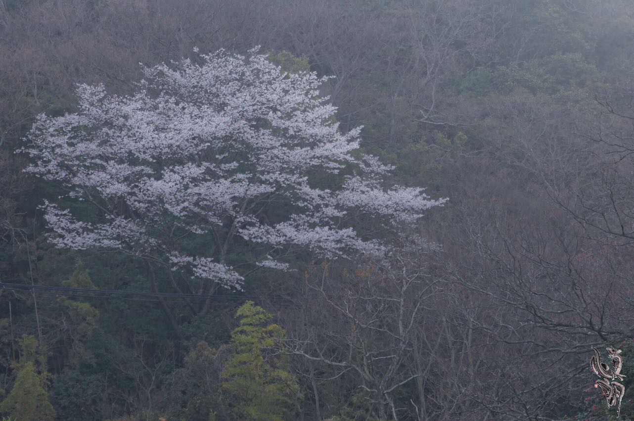 Instagram更新しました。 eg. 多奈川の山桜おはようございます。 和歌山のカメラマン、小さな写真屋･はれのひ工房の末藤（スエトウ）です。今日はWBC決勝戦が行われていますね。その前に早朝から自転車のトレーニングをしてきました。いつも加太から多奈川をグルッと回るんですが、山桜が見事でついつい写真をたくさん撮ってしまいました。 山桜(ヤマザクラ)は「葉桜」とも言われて葉っぱが先に出て後から花が咲きます。ちょうど今見ごろです。写真はコンデジですがそこそこ画質の良いPanasonicのDMC-TX1です。では日本頑張れ！️ – from Instagram