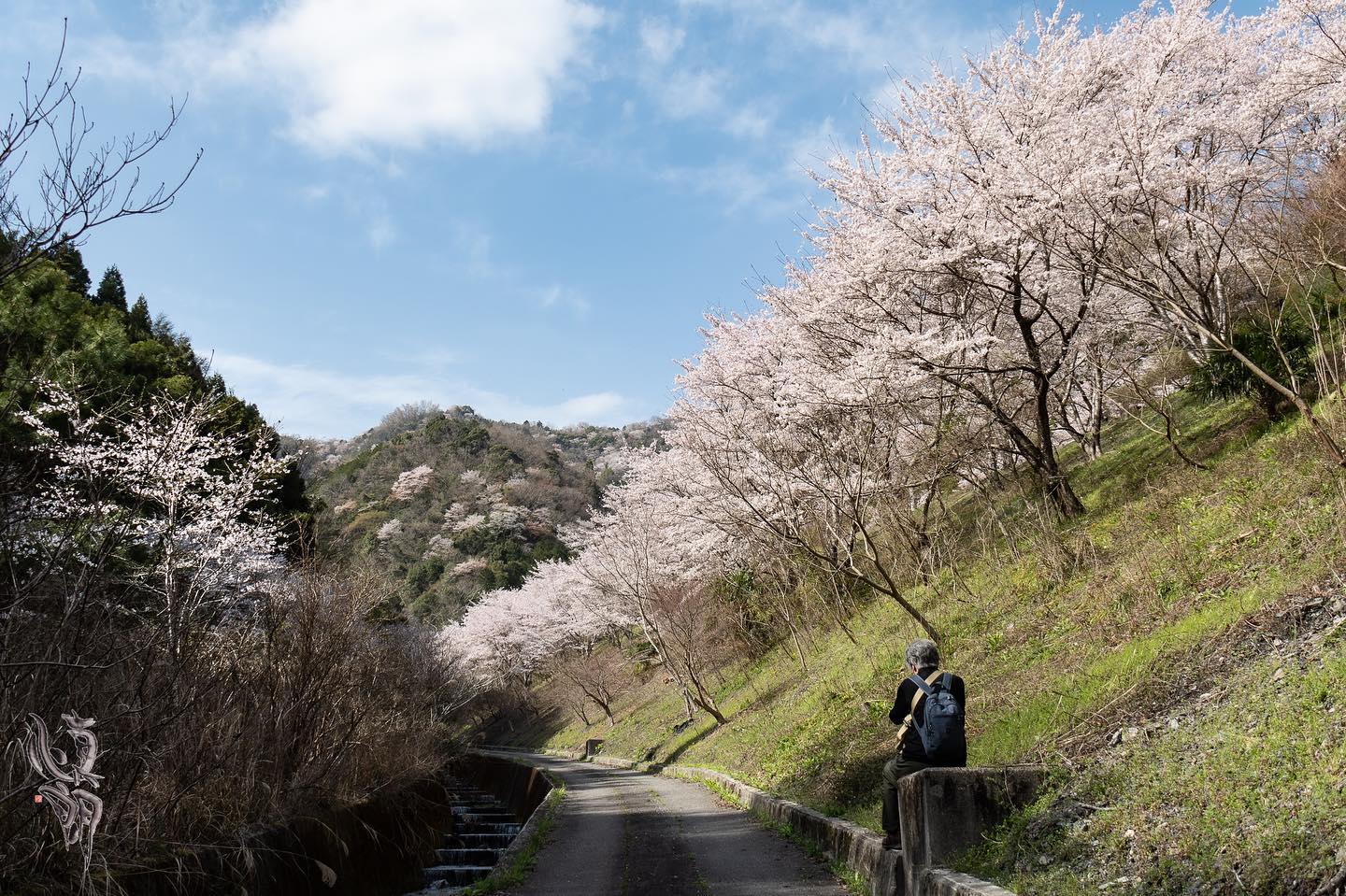 Instagram更新しました。 eg. 雨山の桜並木こんにちは。「想いをカタチに」 和歌山の小さな写真屋･はれのひ工房のカメラマンの末藤（スエトウ）です。一日お疲れさまです。今日はもう一カ所、桃山町の最初ヶ峰の近くの雨山の桜並木を見に行きました。ここは僕の中でも5本の指に入る和歌山の桜の名所なんです。昼過ぎからはトンネルから続く桜並木が鮮やかに照らし出されて、その先に山桜の山がある。壮大でとてもキレイな風景です。残りの穴場も行きたいと思いますが、今年は桜も足が早そうなので行けるかな。 – from Instagram
