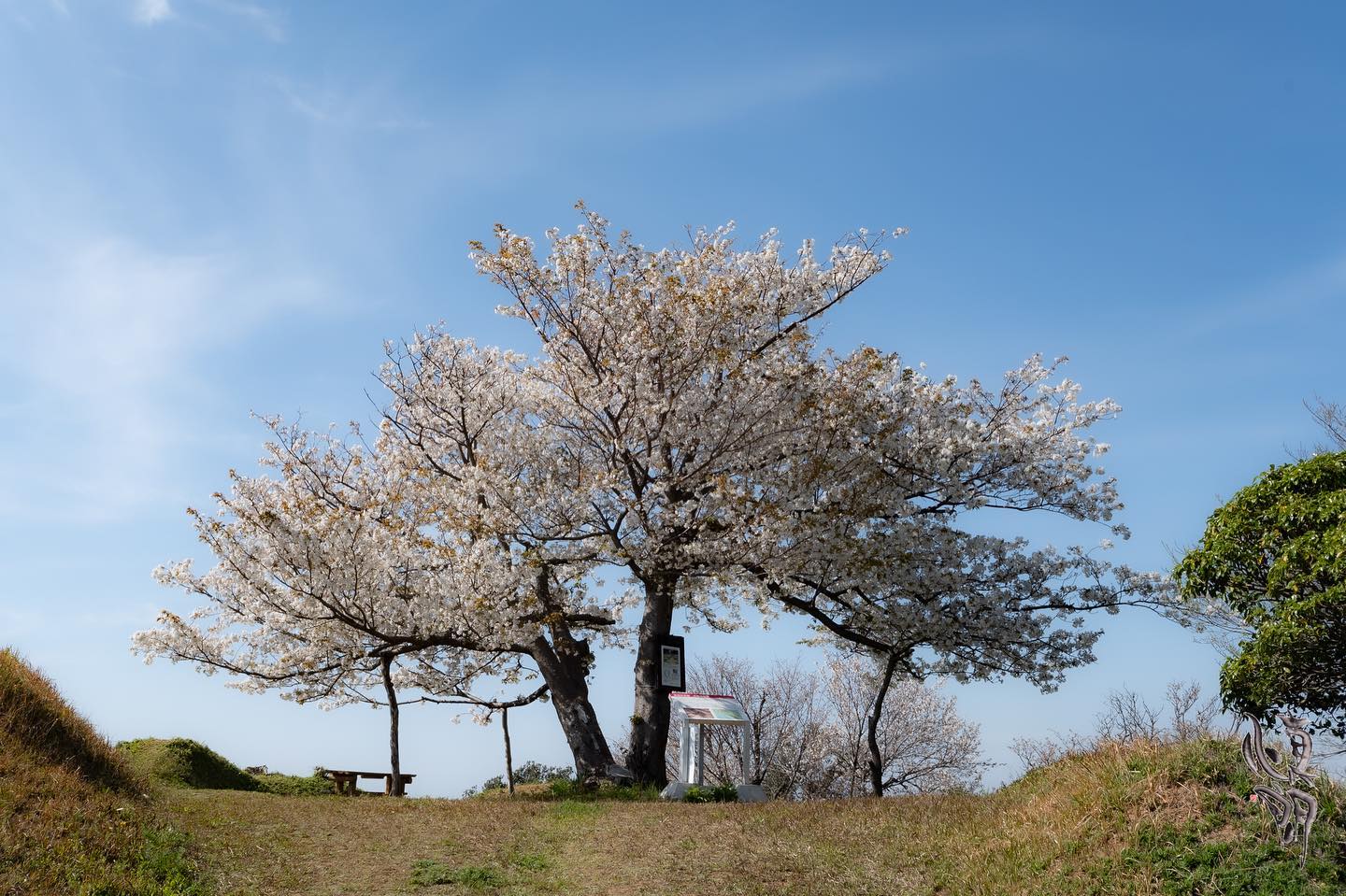 Instagram更新しました。 eg. 雑賀崎の１本桜こんにちは。「想いをカタチに」 和歌山の小さな写真屋･はれのひ工房のカメラマンの末藤（スエトウ）です。今日ご紹介するのは雑賀崎にある１本桜です。雑賀崎のトンガの鼻（雑賀崎台場）の丘の上に存在感のあるオオシマザクラがあります。真っ白な花を咲かせて地元の方などがお弁当を持って花見されています。雑賀崎と和歌浦は日本遺産に登録されたのをきっかけに整備が進みましたが、このオオシマザクラは昔から地元の方やトンガの鼻自然クラブ、関係者の方々が大切に見守ってこられたサクラです。近くに行くとみんな嗅いだことがある匂いが強く漂っています。そうです桜餅の匂いです。オオシマザクラは日本の桜の原種の一つで葉っぱの香りが強く、好んで桜餅に使われるそうです。七洋園の隣が入り口で駐車場になっています。そこから歩いて5分ほどです。野犬が多いので気をつけて下さい。野犬も人間が怖いですから、追い込んだり急に逃げたりしてビックリさせない限り噛まれることは無いでしょう。雑賀崎の歴史と共にたのしめる桜です。 – from Instagram