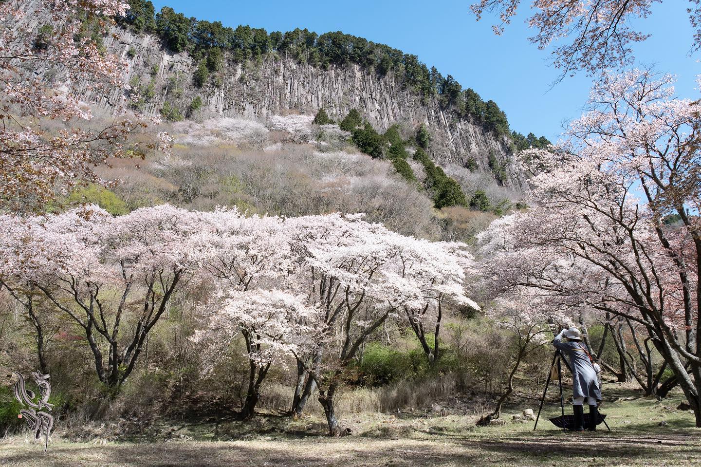 Instagram更新しました。 eg. 。こんにちは。「想いをカタチに」 和歌山のカメラマン、写真屋・はれのひ工房の末藤（スエトウ）です。桜の季節がアッという間に過ぎ去りましたが、最後の桜はいつもここ。屏風岩公苑の山桜です。山桜の大木はもちろん、開放的な空気感が大好きでいつも訪れては深く呼吸している楽な感じになります。色んな事を忘れて没頭できる場所です。数年前には一日中居たこともありました。(笑)写真はダゲレオタイプの銀盤写真でしょうか？アオリを使ってじっくり撮られている方がいらっしゃったので後ろ姿を入れさせてもらいました。デジタルカメラでパシャパシャ撮るのも良いですが、一枚の写真をじっくりと撮るのも贅沢と言うかすごい楽しみが詰まっていると感じます。 – from Instagram
