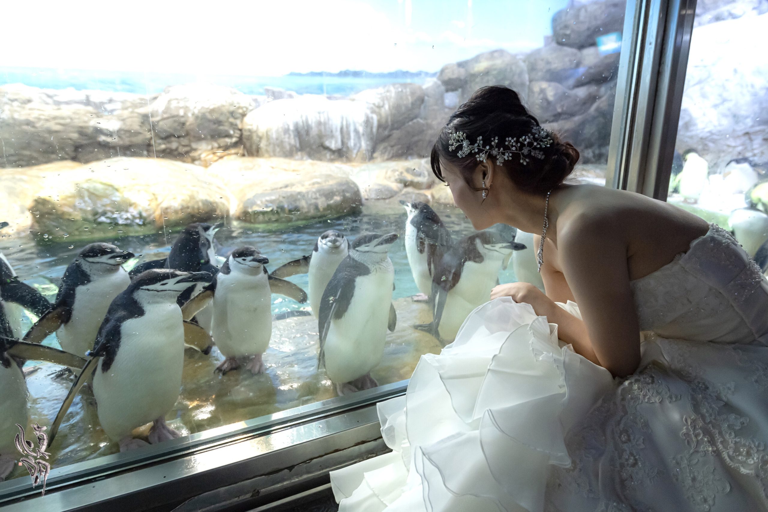 ペンギン前結婚式